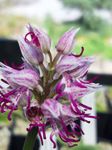 Orchis simia / Affenknabenkraut Jpf