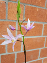 Bletilla formosana / Japanorchidee