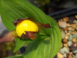 Cypripedium calceolus Typ Finnlandica Jpf