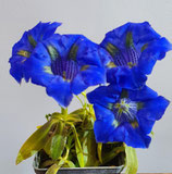 Gentiana acaulis / Stengelloser Enzian
