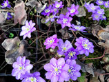 Hepatica nobilis / Heimisches Leberblümchen