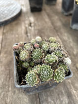 Sempervivum arachnoideum / Spinnweb-Hauswurz