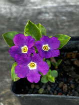 Primula hirsuta ''ex Ötztal'' / Klebrige Primel