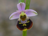 Ophrys holoserica  / Hummelragwurz  BF