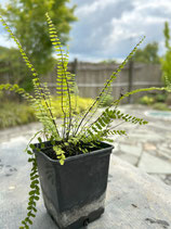 Asplenium trichomanes var. miniata