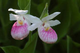 Cypripedium reginae Sämling mit blutroter Lippe / Königinfrauenschuh JPF