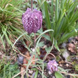 Fritillaria meleagris, Schachbrettblume oder Kiebitzei