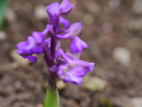 Orchis morio / Kleines Knabenkraut Rote Farbauslese BF