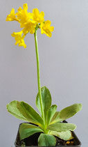 Primula auricula / Echte Aurikel