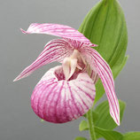 Cypripedium 'Renate' BF - Frauenschuh-Hybride