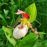 Cypripedium Gisela White lip