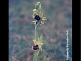 Ophrys sphegodes / Spinnenragwurz Jpf