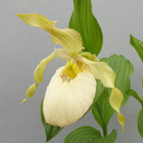 Cypripedium fasciolatum x Aki Pastell BF - Frauenschuh-Hybride