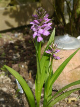 Dactylorhiza purpurella / Purpurblütiges Knabenkraut BF