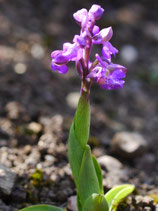Orchis morio / Kleines Knabenkraut JPF