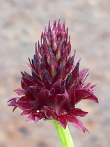 Nigritella Hybride / Kohlröschen BF