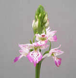 Dactylorhiza iberica