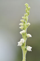 Spiranthes spiralis / Herbstdrehwurz Jpf