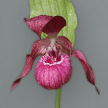 Cypripedium x ventricosum  BF