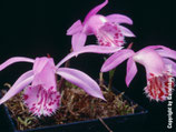 Pleione limprichtii / Tibetorchidee JPF! Nicht mehr Lieferbar !
