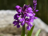 Orchis mascula / Männliches Knabenkraut BF