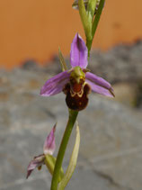 Ophrys apifera / Bienen-Ragwurz BF