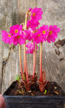 Primula rosea Grandiflora (Echte Rosenprimel)