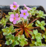 Androsace spec., Himalaya – Mannsschild