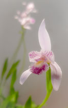 Pogonia ophioglossoides / Natternzungen-Pogonie BF