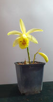 Pleione-Forrestii-Hybride absolute Rarität nur wenige Pflanzen vorrätig
