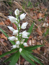 Cephalanthera longifolia / Schwertblättriges Waldvögelein Jpf