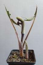 Arisaema ringens Botanische Rarität