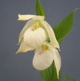 Cypripedium Bernd Pastell