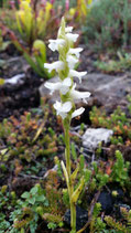 Spiranthes cernua / Drehwurz BF