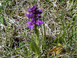 Orchis mascula / Männliches Knabenkraut mit Roten Blattflecken Jpf