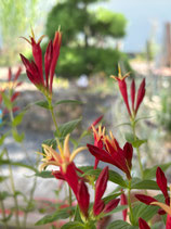 Spigelia marilandica – Indian Pink (Feuerenzian) im 9 cm Topf