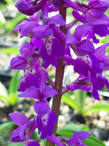 Orchis mascula / Männliches Knabenkraut mit Roten Blattflecken BF