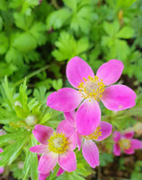 Anemone multifida