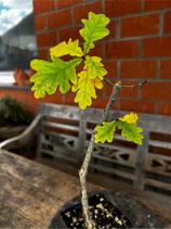 Quercus robur - Pilztragende Stieleiche
