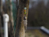 Ein Hauch von Waldzauber - Bronze Farn mit Schneckenhaus und recycelten Glasperlen (aus Altglas), Nr. A141