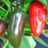 Jalapeño Joloba - Sachet 10 graines