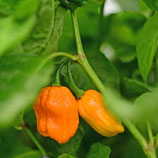 Trinidad 7 Pot Congo SR Giant - Sachet 10 graines