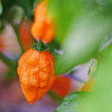 Carbonero - Sachet 10 graines