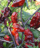 Yaki Blue Fawn - Sachet 10 graines