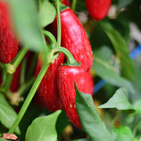 Jalapeño Chichimeca - Sachet 10 graines