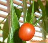 Capsicum Lanceolatum - Sachet 10 graines