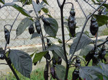 Pimenta Da Neyde - Sachet 10 graines