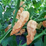 Jays Peach Ghost Scorpion - Sachet 5 graines