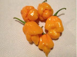 Trinidad Scorpion Jaune - Sachet 10 graines