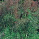Fenouil Bronze - Foeniculum vulgare ‘Purpureum’ - Sachet 100 graines